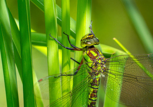 aeshna cyanea aeschne bleue femelle aeshna cyanea aeschne bleue femelle