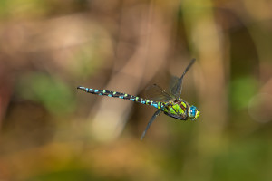 aeshna cyanea aeschne bleue male aeshna cyanea aeschne bleue male