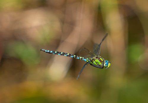 aeshna cyanea aeschne bleue male aeshna cyanea aeschne bleue male