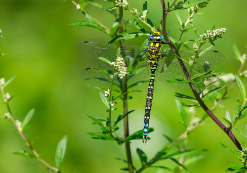 aeshna cyanea aeschne bleue male aeshna cyanea aeschne bleue male