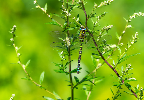 aeshna cyanea aeschne bleue male aeshna cyanea aeschne bleue male