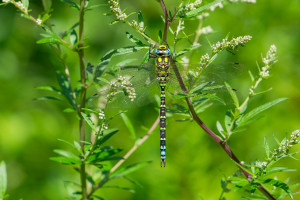 aeshna cyanea aeschne bleue male aeshna cyanea aeschne bleue male