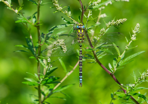 aeshna cyanea aeschne bleue male aeshna cyanea aeschne bleue male