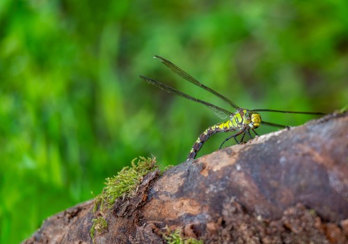aeshna cyanea l aeschne bleue aeshna cyanea l aeschne bleue