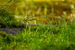 aeshna cyanea l aeschne bleue aeshna cyanea l aeschne bleue