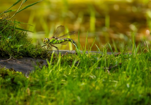 aeshna cyanea l aeschne bleue aeshna cyanea l aeschne bleue