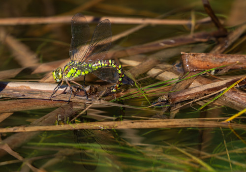 aeshna cyanea l aeschne bleue femelle aeshna cyanea l aeschne bleue femelle