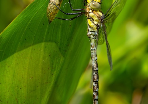 aeshna cyanea l aeschne bleue male aeshna cyanea l aeschne bleue male