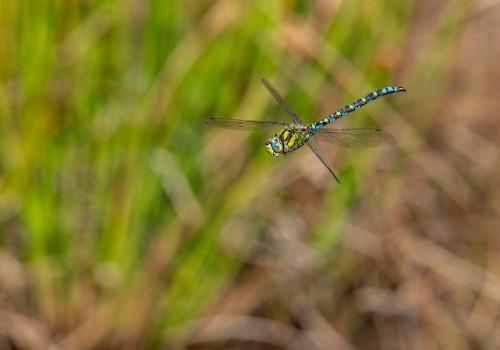 aeshna cyanea l aeschne bleue male aeshna cyanea l aeschne bleue male