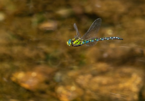 aeshna cyanea l aeschne bleue male aeshna cyanea l aeschne bleue male