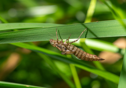 aeshna cyanea exuvie aeshna cyanea exuvie