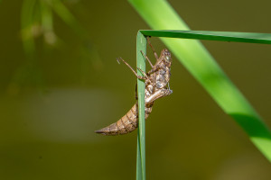 aeshna cyanea exuvie aeshna cyanea exuvie