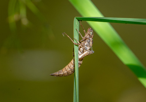 aeshna cyanea exuvie aeshna cyanea exuvie