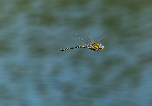 aeshna juncea aeschne des joncs aeshna juncea aeschne des joncs