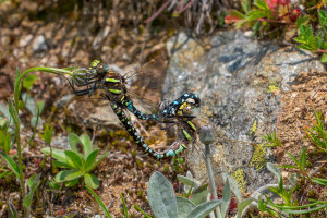 aeshna juncea aeschne des joncs coeur copulatoire aeshna juncea aeschne des joncs coeur copulatoire