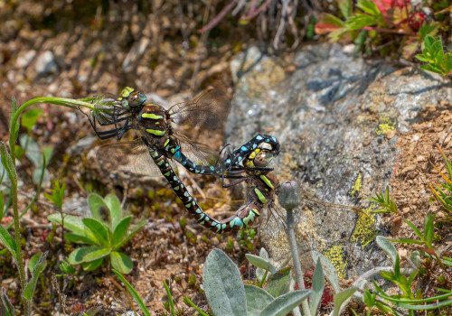 aeshna juncea aeschne des joncs coeur copulatoire aeshna juncea aeschne des joncs coeur copulatoire