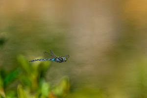 aeshna juncea l aeschne des joncs aeshna juncea l aeschne des joncs