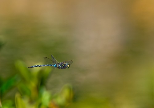 aeshna juncea l aeschne des joncs aeshna juncea l aeschne des joncs