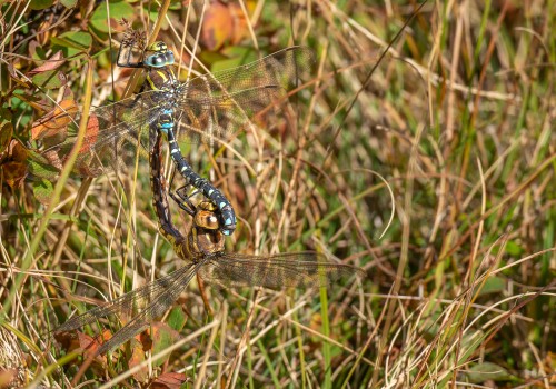 aeshna juncea l aeschne des joncs aeshna juncea l aeschne des joncs
