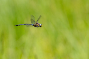 aeshna juncea l aeschne des joncs 11 aeshna juncea l aeschne des joncs 11