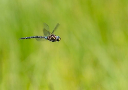 aeshna juncea l aeschne des joncs 11 aeshna juncea l aeschne des joncs 11