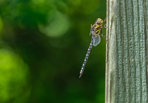 aeshna juncea l aeschne des joncs aeshna juncea l aeschne des joncs
