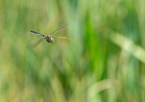 aeshna juncea l aeschne des joncs aeshna juncea l aeschne des joncs