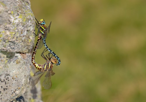 aeshna juncea l aeschne des joncs aeshna juncea l aeschne des joncs