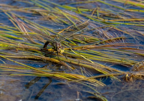 aeshna juncea l aeschne des joncs aeshna juncea l aeschne des joncs