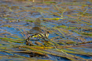 aeshna juncea l aeschne des joncs aeshna juncea l aeschne des joncs