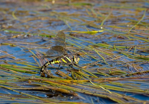 aeshna juncea l aeschne des joncs aeshna juncea l aeschne des joncs