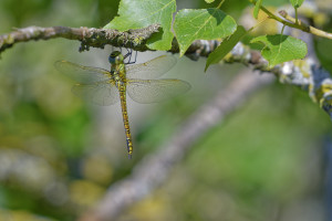 aeshna affinis aeschne affine femelle 10 dxo aeshna affinis aeschne affine femelle 10 dxo