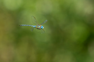 aeshna affinis aeschne affine male aeshna affinis aeschne affine male