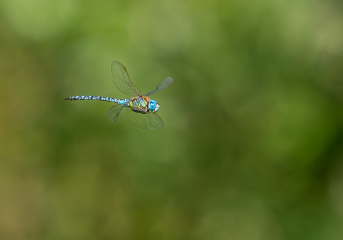 aeshna affinis aeschne affine male aeshna affinis aeschne affine male