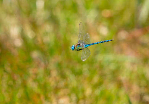 aeshna affinis aeschne affine male aeshna affinis aeschne affine male