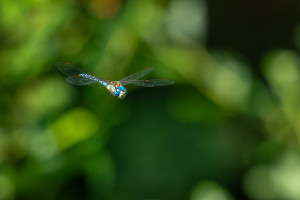 aeshna affinis aeschne affine male aeshna affinis aeschne affine male