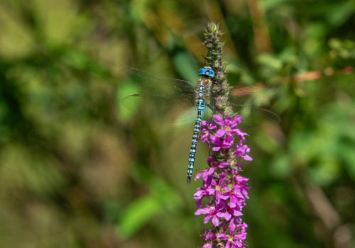 aeshna affinis aeschne affine male aeshna affinis aeschne affine male