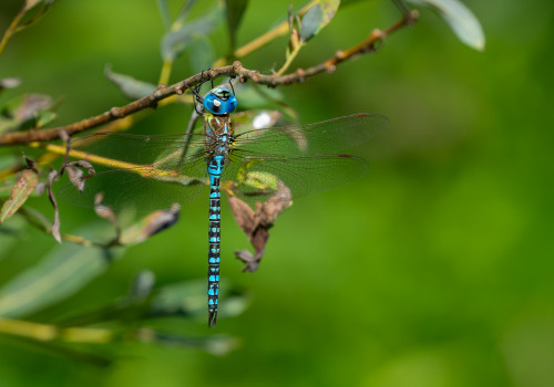 aeshna affinis aeschne affine male aeshna affinis aeschne affine male