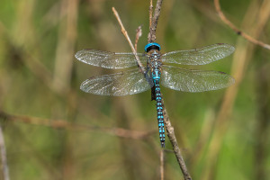 aeshna affinis aeschne affine male aeshna affinis aeschne affine male