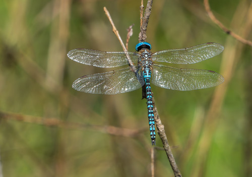 aeshna affinis aeschne affine male aeshna affinis aeschne affine male