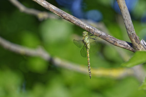 aeshna affinis aeschne affine male 16 dxo aeshna affinis aeschne affine male 16 dxo