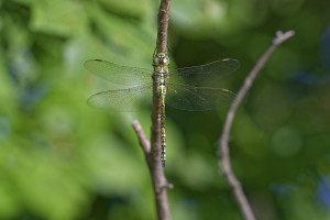 aeshna affinis aeschne affine male 29 dxo aeshna affinis aeschne affine male 29 dxo