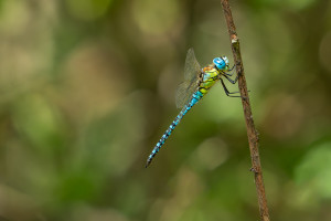 aeshna affinis aeschne affine male aeshna affinis aeschne affine male