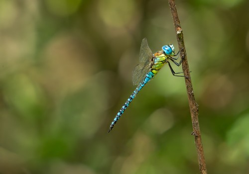 aeshna affinis aeschne affine male aeshna affinis aeschne affine male