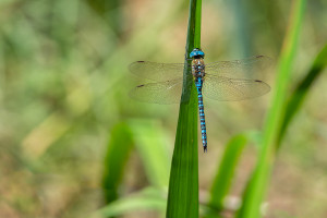 aeshna affinis aeschne affine male aeshna affinis aeschne affine male