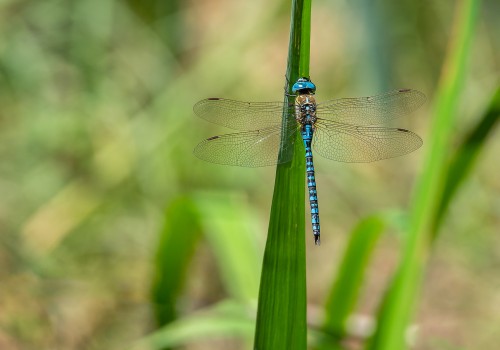 aeshna affinis aeschne affine male aeshna affinis aeschne affine male