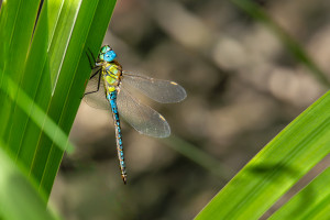 aeshna affinis aeschne affine male aeshna affinis aeschne affine male