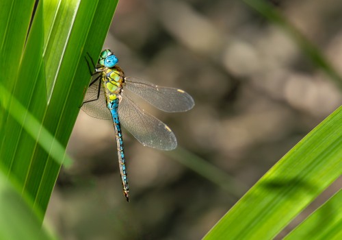 aeshna affinis aeschne affine male aeshna affinis aeschne affine male