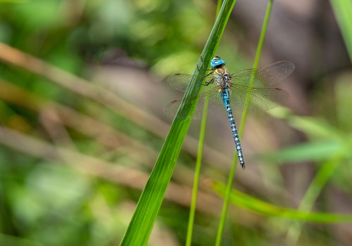 aeshna affinis aeschne affine male aeshna affinis aeschne affine male