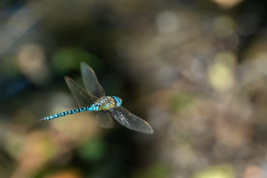 aeshna affinis aeschne affine male aeshna affinis aeschne affine male